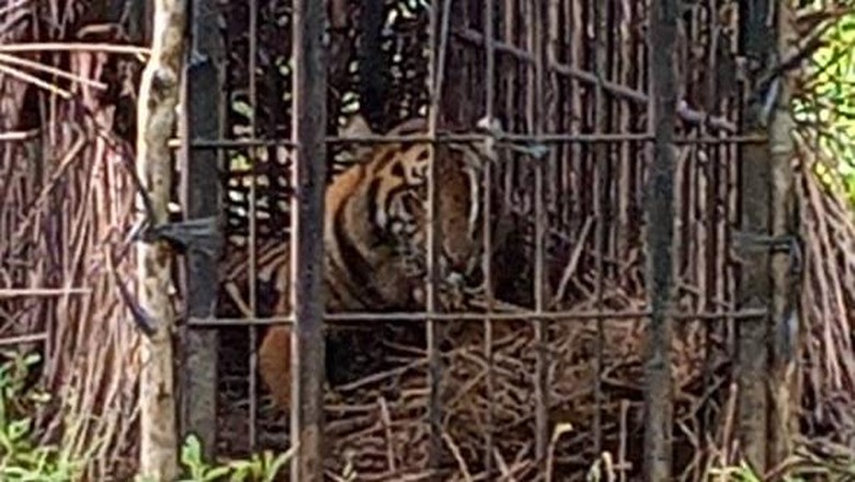 Harimau Sumatra diselamatkan