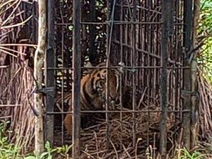 Harimau Sumatra Diselamatkan, Kini Diobservasi di Pusat Rehabilitasi