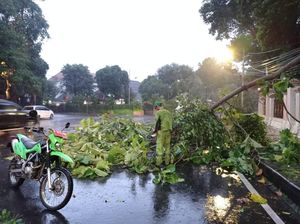 Jakarta Diguyur Hujan Deras serta Angin Kencang, 3 Pohon Tumbang