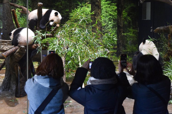 Souvenir products of the twin giant pandas Xiao Xiao and Lei Lei are sold at a shop Wednesday, Jan. 12, 2022, at Ueno Zoo. in Tokyo. Twin panda cubs made their long-awaited first public appearance Wednesday before their devoted fans but only limited to three days as their zoo has to close amid the upsurge of the highly transmissible coronavirus variant.  (AP Photo/Eugene Hoshiko)