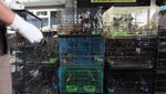 Kasihan! Burung Ini Mati saat Diselundupkan