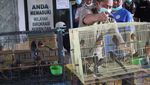 Kasihan! Burung Ini Mati saat Diselundupkan