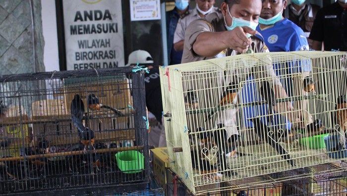 KASUS PENYELUNDUPAN SATWA BURUNG Petugas menunjukkan barang bukti satwa burung saat ungkap kasus penyelundupan burung di Unit Pelayanan II Balai Besar Karantina Pertanian Surabaya, Jawa Timur, Rabu (12/1/2022). Balai Besar Karantina Pertanian Surabaya menggagalkan penyelundupan satwa burung yang diangkut dengan KMP Drajat Paciran dari Pelabuhan Bahaur, Kalimantan Tengah tujuan Pelabuhan Paciran, Jawa Timur dan mengamankan barang bukti satwa burung berbagai jenis sebanyak 2.719 ekor termasuk burung yang dilindungi diantaranya burung Cililin (Platylophus galericulatus), burung Beo (Gracula religiosa), burung Srindit (Loriculus galgulus), burung Pleci (Zosterop) dan burung Cucak Ijo (Chloropsis sonnerati). ANTARA FOTO/Didik Suhartono/foc.