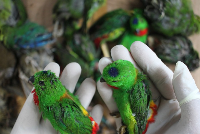 Petugas menunjukkan barang bukti satwa burung saat ungkap kasus penyelundupan burung di Unit Pelayanan II Balai Besar Karantina Pertanian Surabaya, Jawa Timur, Rabu (12/1/2022). Balai Besar Karantina Pertanian Surabaya menggagalkan penyelundupan satwa burung yang diangkut dengan KMP Drajat Paciran dari Pelabuhan Bahaur, Kalimantan Tengah  tujuan  Pelabuhan Paciran, Jawa Timur dan mengamankan barang bukti satwa burung berbagai jenis sebanyak 2.719 ekor termasuk burung yang dilindungi diantaranya burung Cililin (Platylophus galericulatus), burung Beo (Gracula religiosa), burung Srindit (Loriculus galgulus), burung Pleci (Zosterop) dan burung Cucak Ijo (Chloropsis sonnerati). ANTARA FOTO/Didik Suhartono/foc.