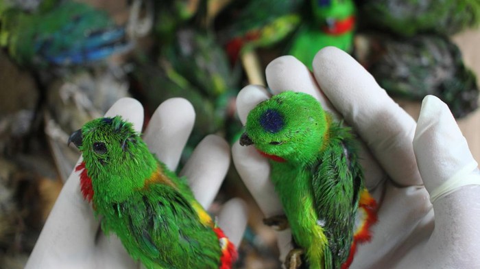 KASUS PENYELUNDUPAN SATWA BURUNG Petugas menunjukkan barang bukti satwa burung saat ungkap kasus penyelundupan burung di Unit Pelayanan II Balai Besar Karantina Pertanian Surabaya, Jawa Timur, Rabu (12/1/2022). Balai Besar Karantina Pertanian Surabaya menggagalkan penyelundupan satwa burung yang diangkut dengan KMP Drajat Paciran dari Pelabuhan Bahaur, Kalimantan Tengah tujuan Pelabuhan Paciran, Jawa Timur dan mengamankan barang bukti satwa burung berbagai jenis sebanyak 2.719 ekor termasuk burung yang dilindungi diantaranya burung Cililin (Platylophus galericulatus), burung Beo (Gracula religiosa), burung Srindit (Loriculus galgulus), burung Pleci (Zosterop) dan burung Cucak Ijo (Chloropsis sonnerati). ANTARA FOTO/Didik Suhartono/foc.
