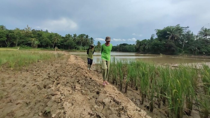 Lahan sawah di Lebak tercemar limbah pasir.