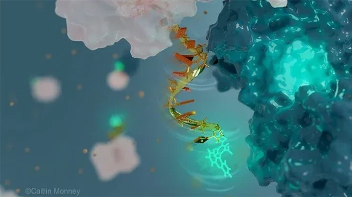 Illustration of a DNA fluorescent nanoantenna. (Caitlin Monney)