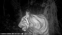 Penangkapan harimau itu dilakukan setelah ada laporan tentang harimau Sumatra pada tanggal 30 November 2021. Dalam rilis kepada detikTravel, Rabu (12/1/2022), BKSDA Sumatra Barat melalui Resor Konservasi Agam bersama Tim Patroli Anak Nagari (PAGARI) kemudian melakukan penanganan konflik Harimau Sumatra. Penanganan berupa penggiringan dengan bunyi bunyian selama lebih dari empat puluh hari namun tidak membuahkan hasil dan membuat harimau Sumatra ini justru mendekati pemukiman.