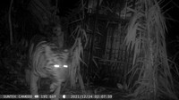 Untuk menghindari kerugian warga dan jatuhnya korban jiwa serta mempertimbangkan keselamatan harimau Sumatra tersebut, BKSDA Sumatra Barat menangkap dengan kandang jebak. Kandang itu dipasang di kebun sawit yang berjarak 200 meter dari rumah warga. Dalam prosesnya, pada hari Senin (10/1) sekitar pukul 14.00 WIB Harimau Sumatra tersebut tertangkap. Saat ini, harimau berusia 3 tahun itu berada di Pusat Rehabilitasi Harimau Sumatra Dhamasraya (PRHSD).