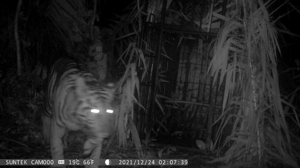 Untuk menghindari kerugian warga dan jatuhnya korban jiwa serta mempertimbangkan keselamatan harimau Sumatra tersebut, BKSDA Sumatra Barat menangkap dengan kandang jebak. Kandang itu dipasang di kebun sawit yang berjarak 200 meter dari rumah warga. Dalam prosesnya, pada hari Senin (10/1) sekitar pukul 14.00 WIB Harimau Sumatra tersebut tertangkap. Saat ini, harimau berusia 3 tahun itu berada di Pusat Rehabilitasi Harimau Sumatra Dhamasraya (PRHSD). Untuk menghindari kerugian warga dan jatuhnya korban jiwa serta mempertimbangkan keselamatan harimau Sumatra tersebut, BKSDA Sumatra Barat menangkap dengan kandang jebak. Kandang itu dipasang di kebun sawit yang berjarak 200 meter dari rumah warga. Dalam prosesnya, pada hari Senin (10/1) sekitar pukul 14.00 WIB Harimau Sumatra tersebut tertangkap. Saat ini, harimau berusia 3 tahun itu berada di Pusat Rehabilitasi Harimau Sumatra Dhamasraya (PRHSD).