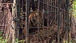 Penampakan Harimau Sumatera yang Diselamatkan BKSDA Sumbar