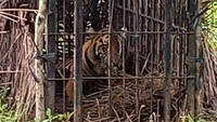 Seperti diketahui, harimau Sumatera adalah satwa dilindungi berdasarkan peraturan Menteri Lingkungan Hidup dan Kehutanan nomor 106/2018 dan saat ini populasinya dialam liar terus menurun. Untuk itu perlu upaya bersama dalam melestarikan Harimau Sumatra utamanya di Sumatra Barat karena terdapat dua landscape besar koridor Harimau Sumatra yang tersisa.