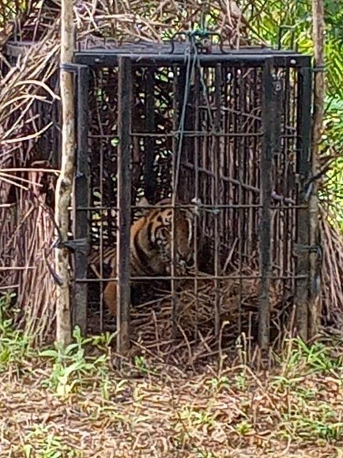 BKSDA Sumatera Barat berhasil menyelamatkan seekor harimau Sumatera. Harimau berusia 3 tahun itu kini diobservasi di pusat rehabilitasi.