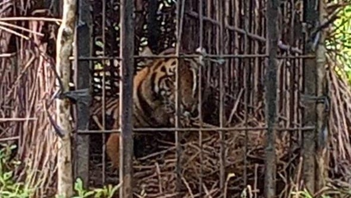 BKSDA Sumatera Barat berhasil menyelamatkan seekor harimau Sumatera. Harimau berusia 3 tahun itu kini diobservasi di pusat rehabilitasi.