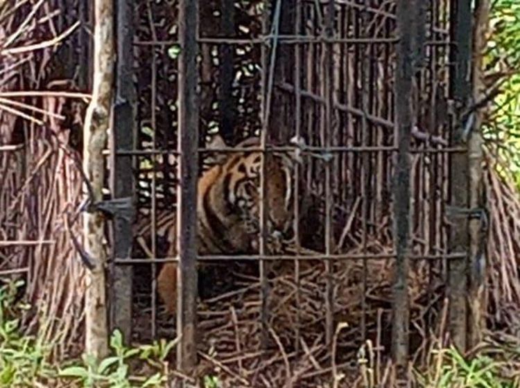Penampakan Harimau Sumatera yang Diselamatkan BKSDA Sumbar