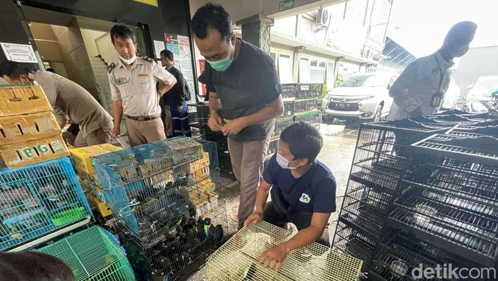 penyelundupan burung dilindungi digagalkan