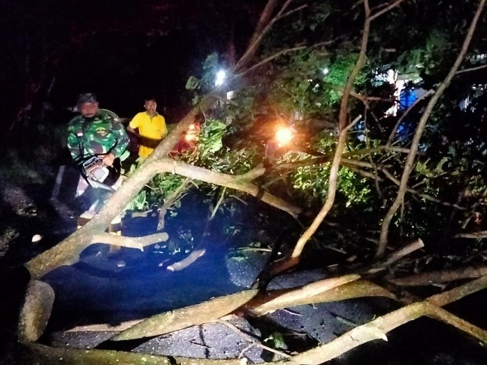 Seorang pengendara motor di Kecamatan Watulimo, Trenggalek dilarikan ke rumah sakit. Ia tertimpa pohon tumbang hingga mengalami luka pada wajah dan kepala.