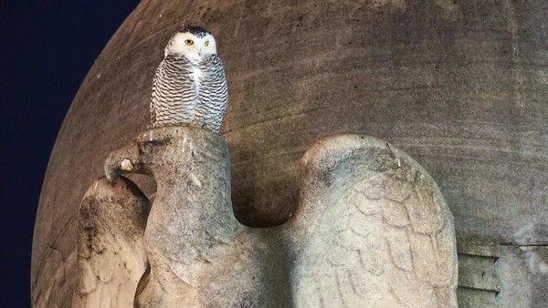 Jauh dari pembiakan musim panasnya di Kanada, burung hantu bersalju pertama kali terlihat pada 3 Januari, hari ketika badai musim dingin menumpahkan salju setebal delapan inci di kota. Jauh dari pembiakan musim panasnya di Kanada, burung hantu bersalju pertama kali terlihat pada 3 Januari, hari ketika badai musim dingin menumpahkan salju setebal delapan inci di kota.