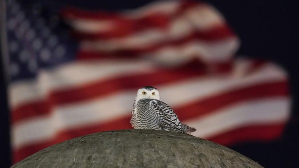 Bendera Amerika berkibar di kejauhan saat burung hantu bersalju yang langka melihat ke bawah dari tempat bertenggernya di atas bola batu besar dari Christopher Columbus Memorial Fountain. Bendera Amerika berkibar di kejauhan saat burung hantu bersalju yang langka melihat ke bawah dari tempat bertenggernya di atas bola batu besar dari Christopher Columbus Memorial Fountain.