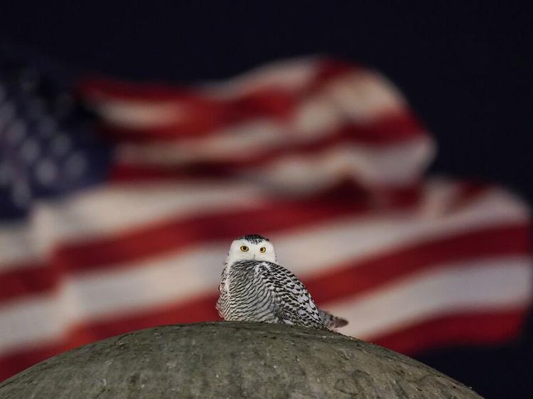 Potret Burung Hantu Salju Langka di Langit Washington