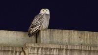 Seekor burung hantu bersalju yang langka mencari mangsanya di atas Union Station di Washington.