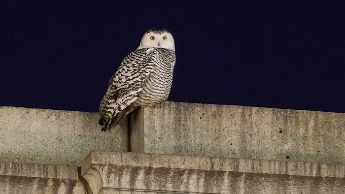 A rare snowy owl looks down from its perch high atop the large marble orb of the Christopher Columbus Memorial Fountain at the entrance to Union Station in Washington, Tuesday, Jan. 11, 2022. (AP Photo/Carolyn Kaster)