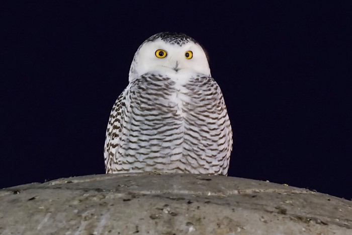A rare snowy owl looks down from its perch high atop the large marble orb of the Christopher Columbus Memorial Fountain at the entrance to Union Station in Washington, Tuesday, Jan. 11, 2022. (AP Photo/Carolyn Kaster)