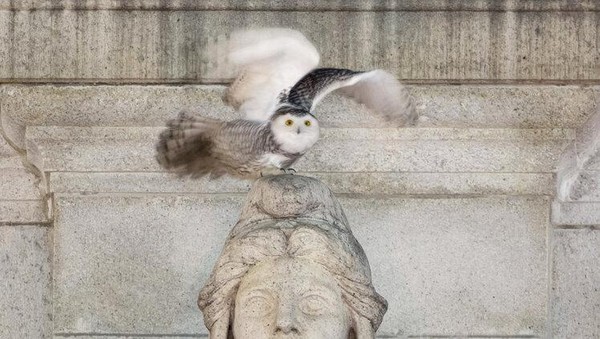 Seekor burung hantu bersalju yang langka terbang dari tempat bertenggernya di atas patung Themis alegoris Louis St. Gaudens.