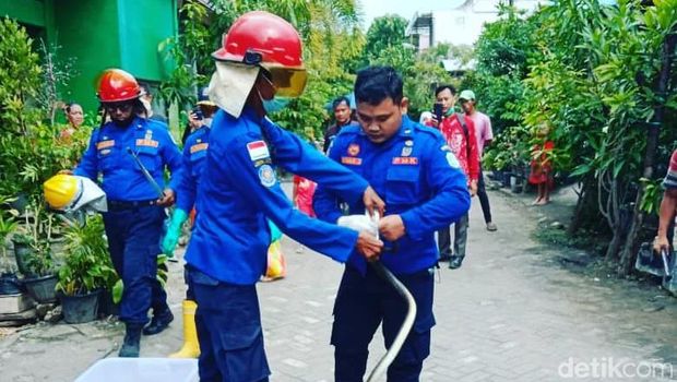 ular koros di lamongan