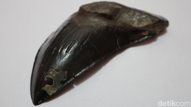 Benda diduga fosil dari hiu megalodon ditemukan di Majalengka
