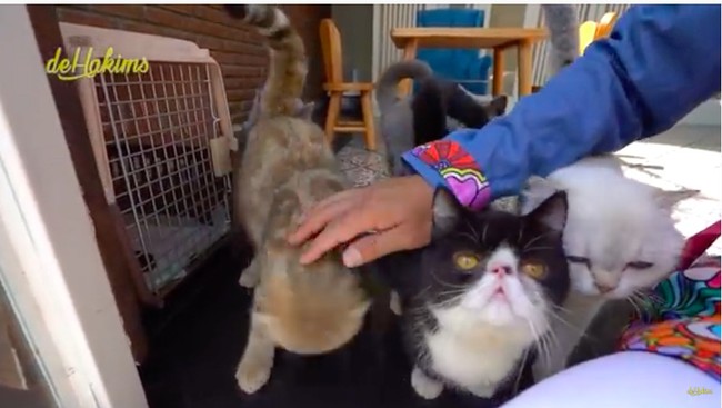 Tak kalah dengan mobilnya, koleksi hewan Gilang pun tak kalah mewah. Ia memiliki enam kucing impor yang masing-masing berharga Rp 70 juta. (Foto: YouTube/deHakims)