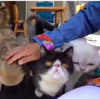 Tak kalah dengan mobilnya, koleksi hewan Gilang pun tak kalah mewah. Ia memiliki enam kucing impor yang masing-masing berharga Rp 70 juta. (Foto: YouTube/deHakims)