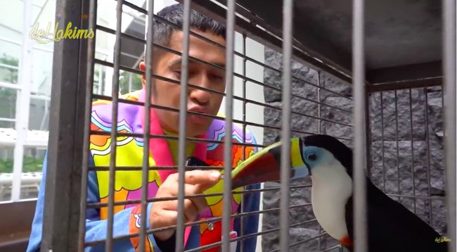 Ia juga memiliki toucan berusia sembilan bulan yang bernama Cowcow. Perawatannya susah-susah gampang. Paling susah pas mandiin, kata seorang staf. (Foto: YouTube/deHakims)