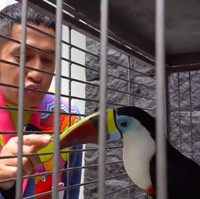 Ia juga memiliki toucan berusia sembilan bulan yang bernama Cowcow. Perawatannya susah-susah gampang. Paling susah pas mandiin, kata seorang staf. (Foto: YouTube/deHakims)