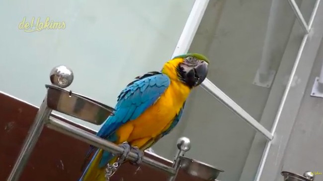 Terdapat pula amazon parrot bernama Chico. (Foto: YouTube/deHakims)