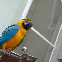 Terdapat pula amazon parrot bernama Chico. (Foto: YouTube/deHakims)
