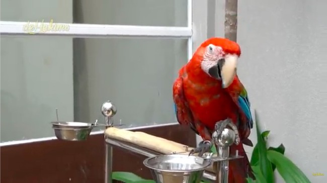 Juragan 99 juga mengoleksi burung-burung eksotis. Salah satunya green wing macaw berwarna merah. (Foto: YouTube/deHakims)