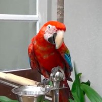 Juragan 99 juga mengoleksi burung-burung eksotis. Salah satunya green wing macaw berwarna merah. (Foto: YouTube/deHakims)