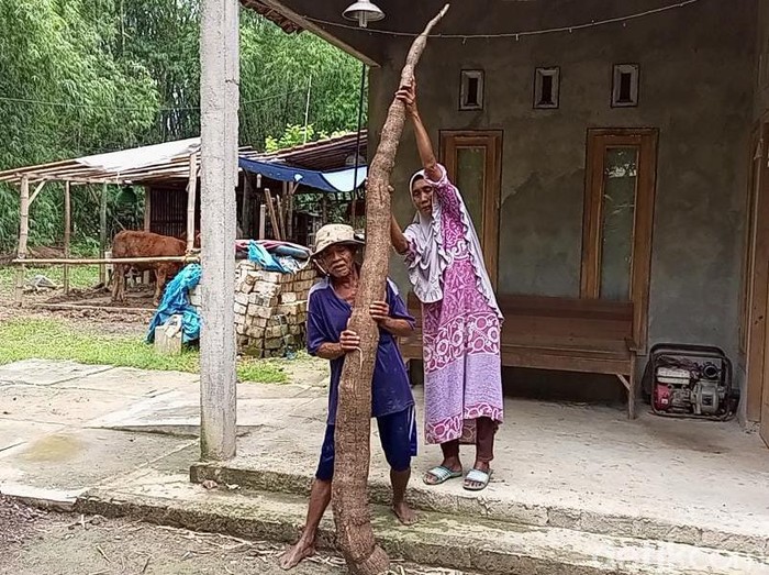 Ketela 2,6 meter di Desa Waru Kecamatan kota Rembang, Rembang, Kamis (13/1/2022).