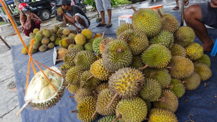 Pedagang melayani pembeli buah durian Kasongan yang di jual di Jalan Diponegoro, Palangkaraya, Kalimantan Tengah, Kamis (13/1/2022). Buah durian unggulan khas Kalimantan Tengah yang dipetik pada puncak musim panen serentak di daerah Kasongan, Kabupaten Katingan tersebut kemudian dijual ke sejumlah wilayah Kalteng dengan harga Rp20 ribu hingga Rp120 ribu per buah tergantung ukurannya. ANTARA FOTO/Makna Zaezar/hp.