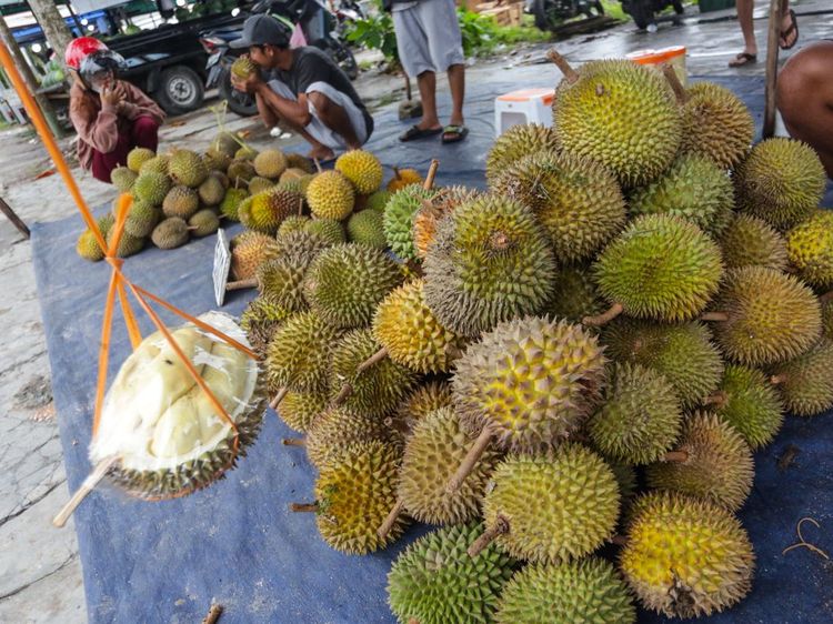 Durian Kasongan Khas Kalteng Lagi Musim Nih
