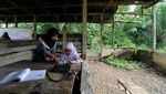 Di Jambi, Siswa SDN 217 Pamenang Belajar di Bangunan Reyot, Kok Bisa ?