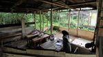 Di Jambi, Siswa SDN 217 Pamenang Belajar di Bangunan Reyot, Kok Bisa ?