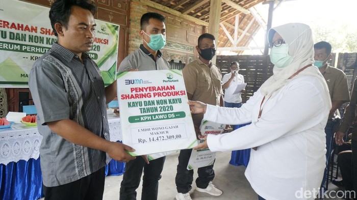 petani dapat sharing hasil sadap getah pinus dan kayu putih