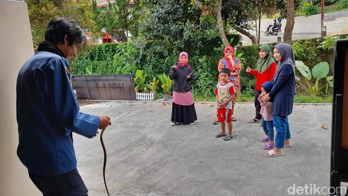 Petugas mengevakuasi ular koros dari rumah warga di Kota Sukabumi