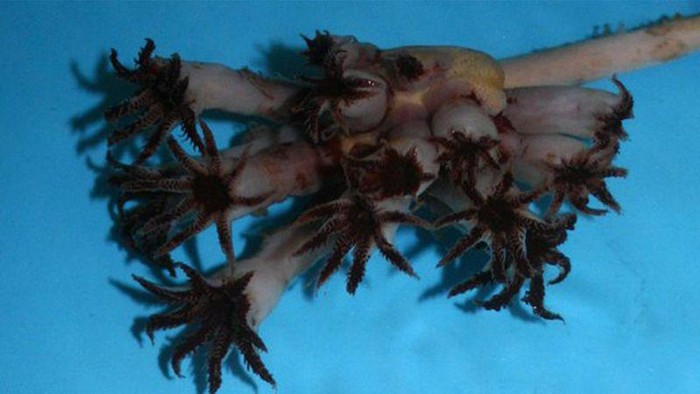 Pseudumbellula scotiae