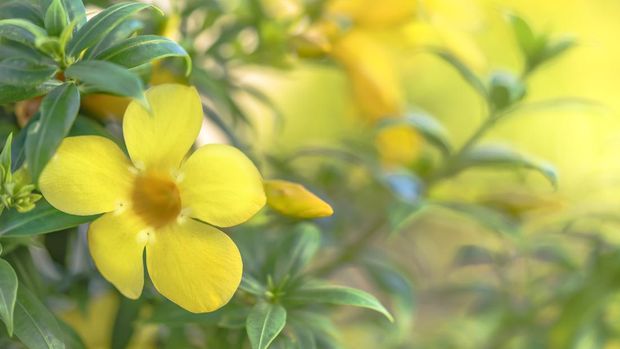 Yellow Alamanda tropical flowering tree of the apocynaceae family in the Naha City in Okinawa island in Japan.
