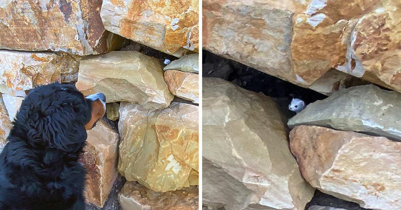 fotoinet hewan beda jenis bersahabat