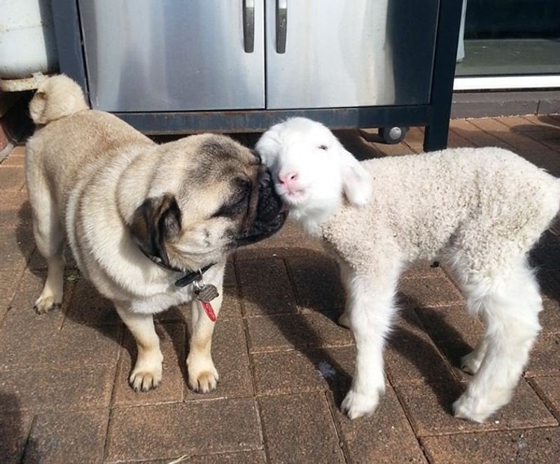 fotoinet hewan beda jenis bersahabat