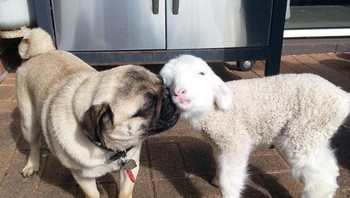 Unyu sekali mereka anjing dan domba ini. Foto: Brightside